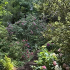 AHS 31st Annual Garden Tour