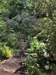 AHS 31st Annual Garden Tour